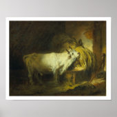 De Witte Bull in de Stable (olie op canvas) Poster (Voorkant)