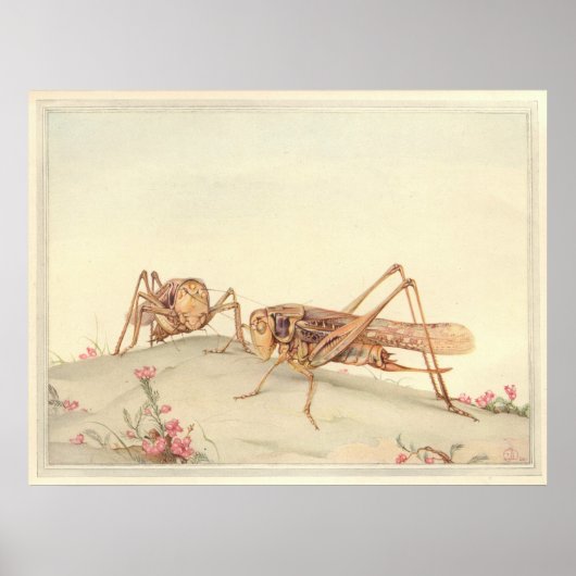 DE WITTE DECTICUS INsect Book Illustration Poster (Voorkant)