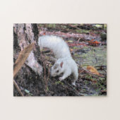 De witte eekhoorn (Leucistic) Jigzaag Puzzle Legpuzzel (Horizontaal)
