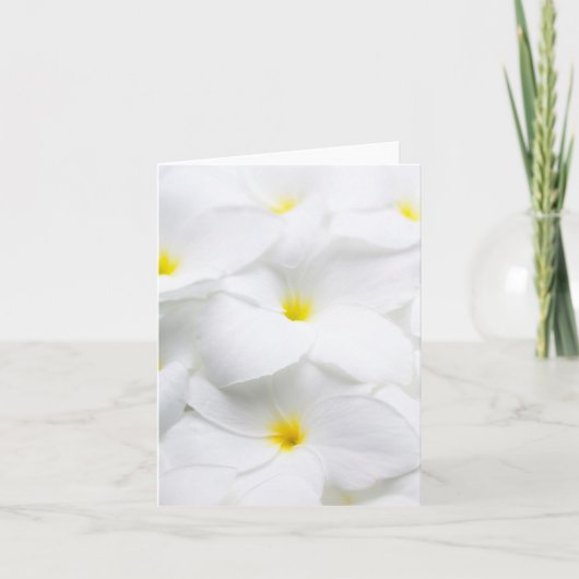 De witte Hawaiiaanse Tropische Bloem van Plumeria Kaart (Voorkant)