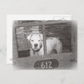 De witte Hond van de Bokser achter Zwart-witte Briefkaart (Voorkant / Achterkant)