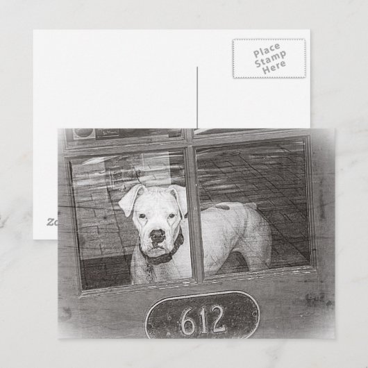 De witte Hond van de Bokser achter Zwart-witte Briefkaart (Voorkant / Achterkant)
