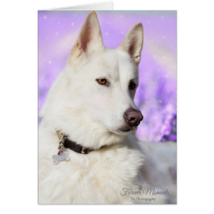 De witte Hond van de Herder
