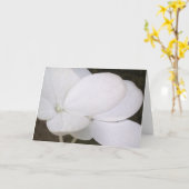 De witte Hydrangea hortensia Lacecap komt Kaart (Gele Bloem)