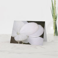 De witte Hydrangea hortensia Lacecap komt