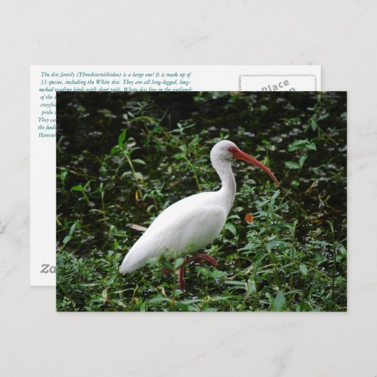 De witte Ibis... Briefkaart (Voorkant / Achterkant)