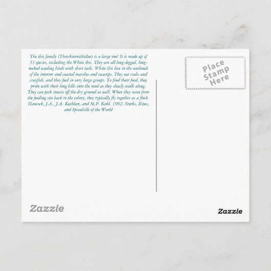 De witte Ibis... Briefkaart (Achterkant)