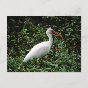 De witte Ibis... Briefkaart