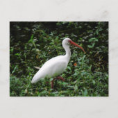 De witte Ibis... Briefkaart (Voorkant)