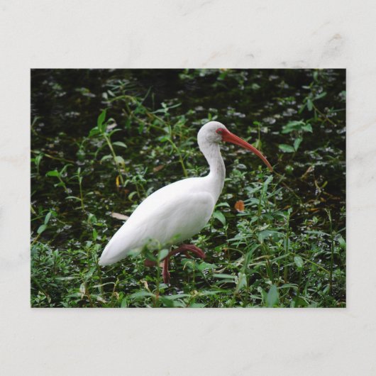 De witte Ibis... Briefkaart (Voorkant)