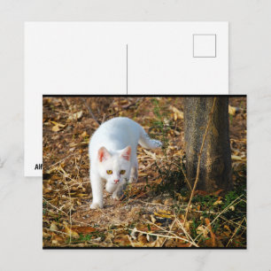 De witte jager briefkaart