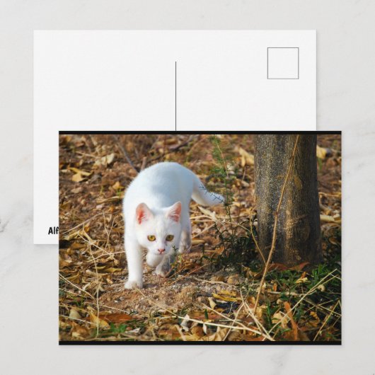 De witte jager briefkaart (Voorkant / Achterkant)
