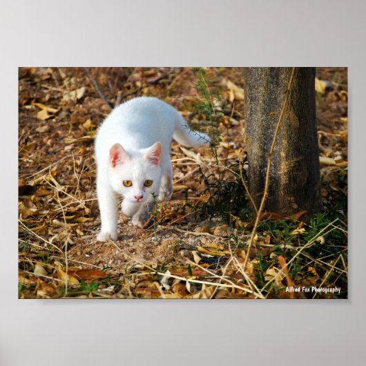De witte jager poster (Voorkant)