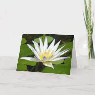 De witte Kaart van de Bloem van Lotus