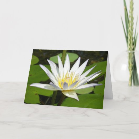 De witte Kaart van de Bloem van Lotus (Voorkant)