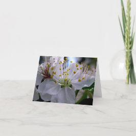 De witte Kaart van de Nota van de Bloesems van de