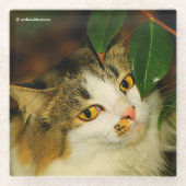 De witte kat en de Camellia Glazen Onderzetter (Voorkant)