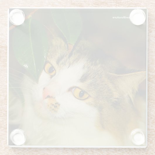 De witte kat en de Camellia Glazen Onderzetter (Achterkant)