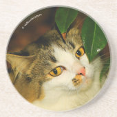 De witte kat en de Camellia Zandsteen Onderzetter (Voorkant)