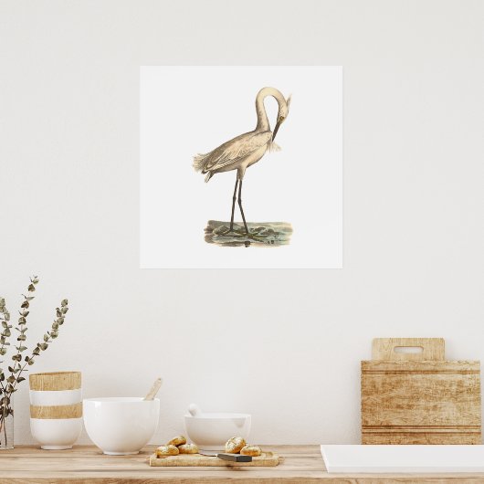 De witte kruid (Ardea candidissima) Poster (Keuken)