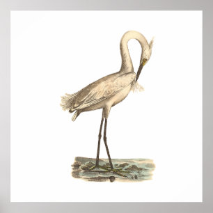 De witte kruid (Ardea candidissima) Poster