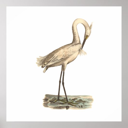 De witte kruid (Ardea candidissima) Poster (Voorkant)