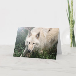 De witte Lege Wenskaarten van de Wolf Kaart