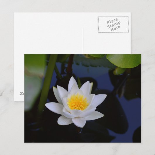 De witte Lotus Card Briefkaart (Voorkant / Achterkant)