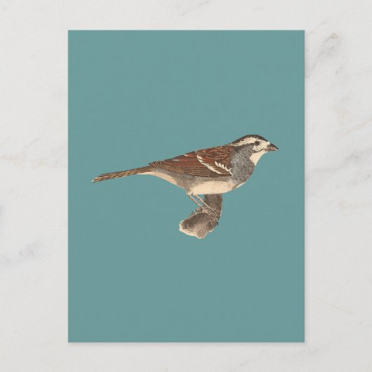 De witte mest (Fringilla leucophrys) Briefkaart (Voorkant)