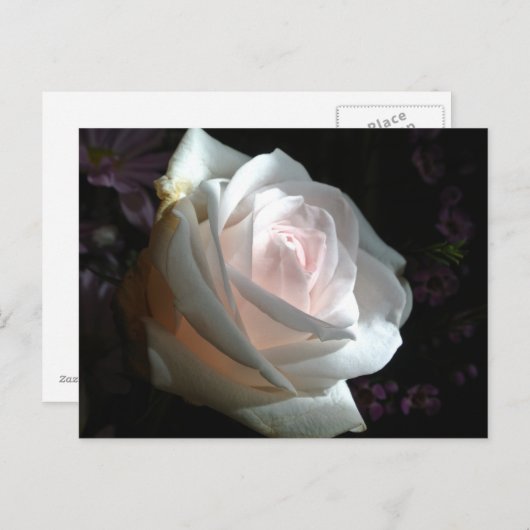 De witte roos - briefkaart (Voorkant / Achterkant)