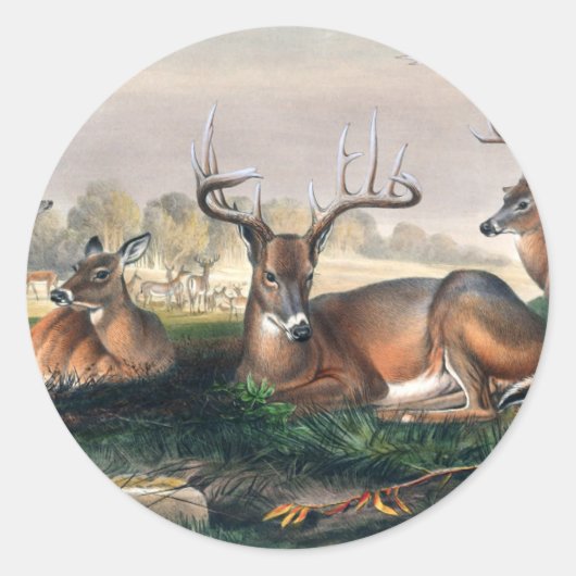 De witte staart van Joseph Wolf Ronde Sticker (Voorkant)