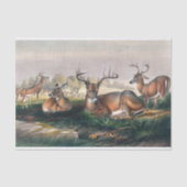 De witte staart van Joseph Wolf Tissuepapier (Voorkant)