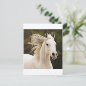 De witte stallion briefkaart (Staand voorkant)