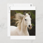 De witte stallion briefkaart (Voorkant / Achterkant)