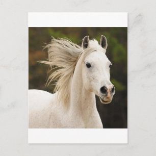 De witte stallion briefkaart