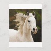 De witte stallion briefkaart (Voorkant)