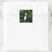 De witte vogelsticker vierkante sticker (Tas)