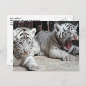 De witte Welpen van de Tijger van Bengalen, het Briefkaart (Voorkant / Achterkant)