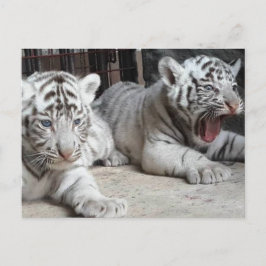 De witte Welpen van de Tijger van Bengalen, het Briefkaart