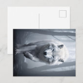 De witte wolf in het mistige bos briefkaart (Voorkant / Achterkant)