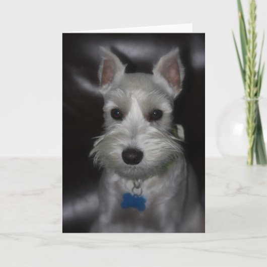 De witte Zoete Pop van het Puppy Schnauzer Kaart (Voorkant)