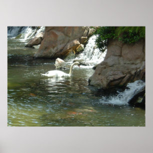 De witte zwaan poster