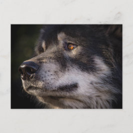 De Wolf Briefkaart