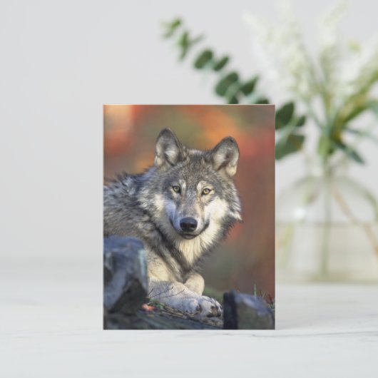 De Wolf Briefkaart (Staand voorkant)