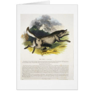 De Wolf (Canis lupus) is een educatieve illustrati