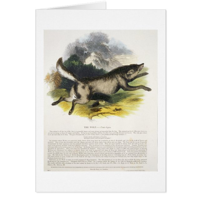 De Wolf (Canis lupus) is een educatieve illustrati (Voorkant)