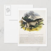 De Wolf (Canis lupus) is een educatieve illustrati Briefkaart (Voorkant / Achterkant)