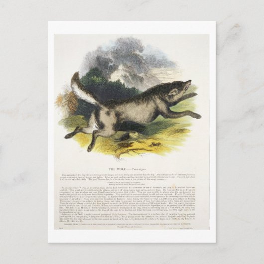 De Wolf (Canis lupus) is een educatieve illustrati Briefkaart (Voorkant)