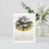 De Wolf (Canis lupus) is een educatieve illustrati Briefkaart (Staand voorkant)