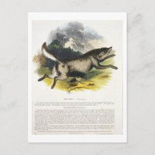 De Wolf (Canis lupus) is een educatieve illustrati Briefkaart